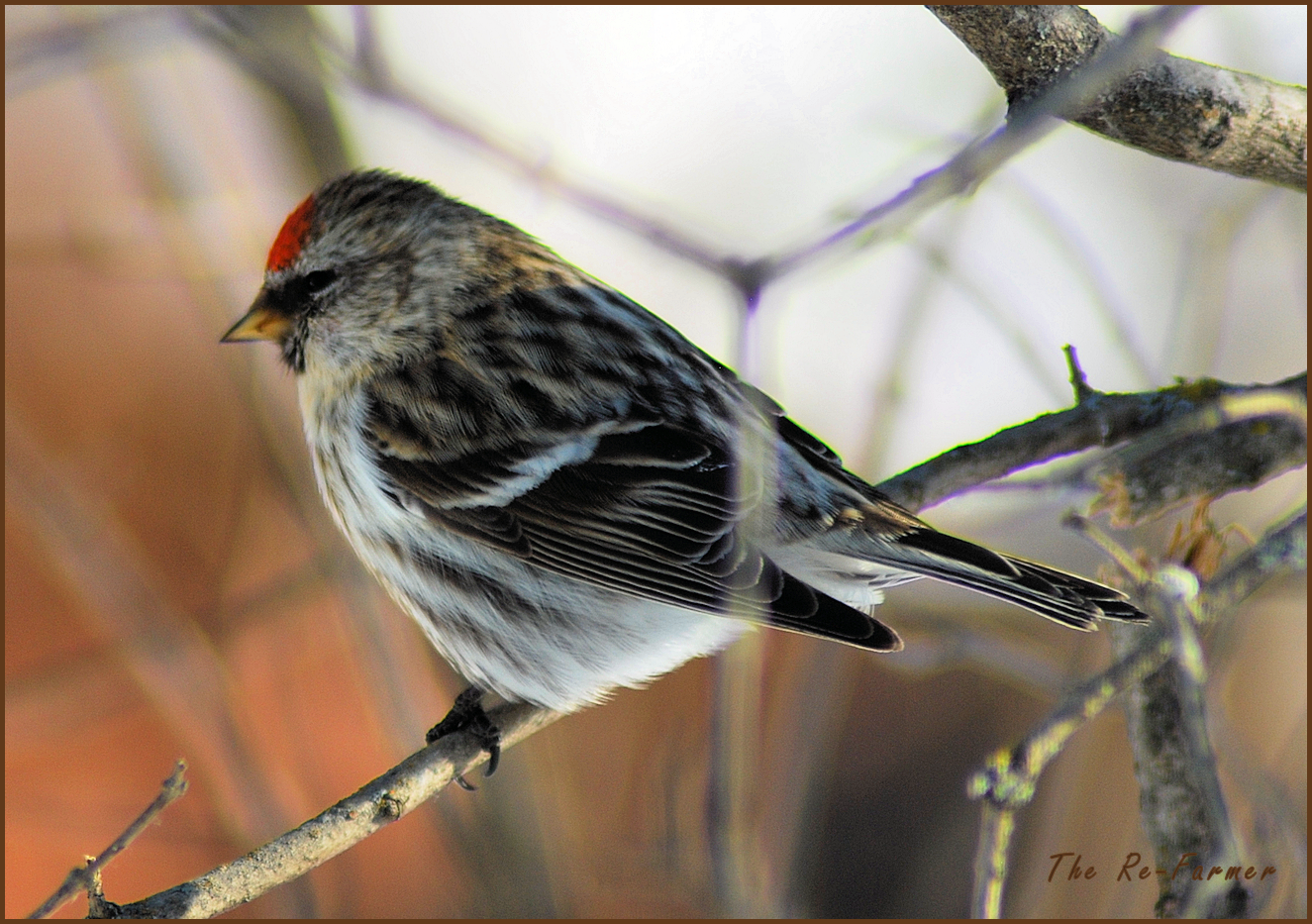 Male Redpoll