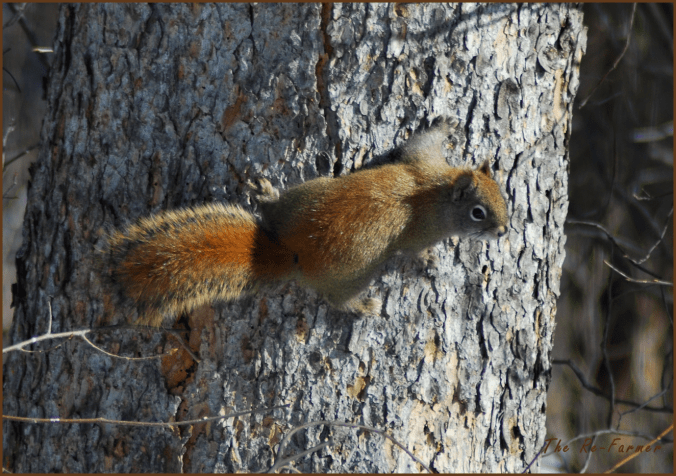 Red Squirrel