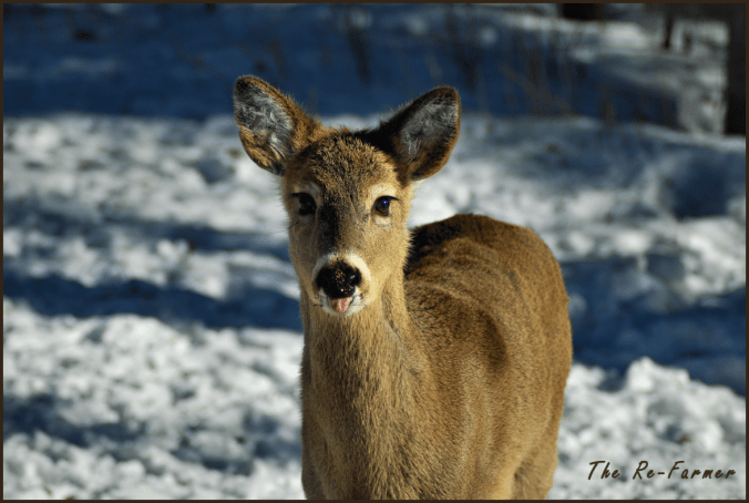 white tail deer