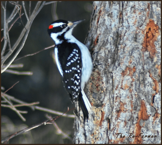 Male Downy Woodpecker