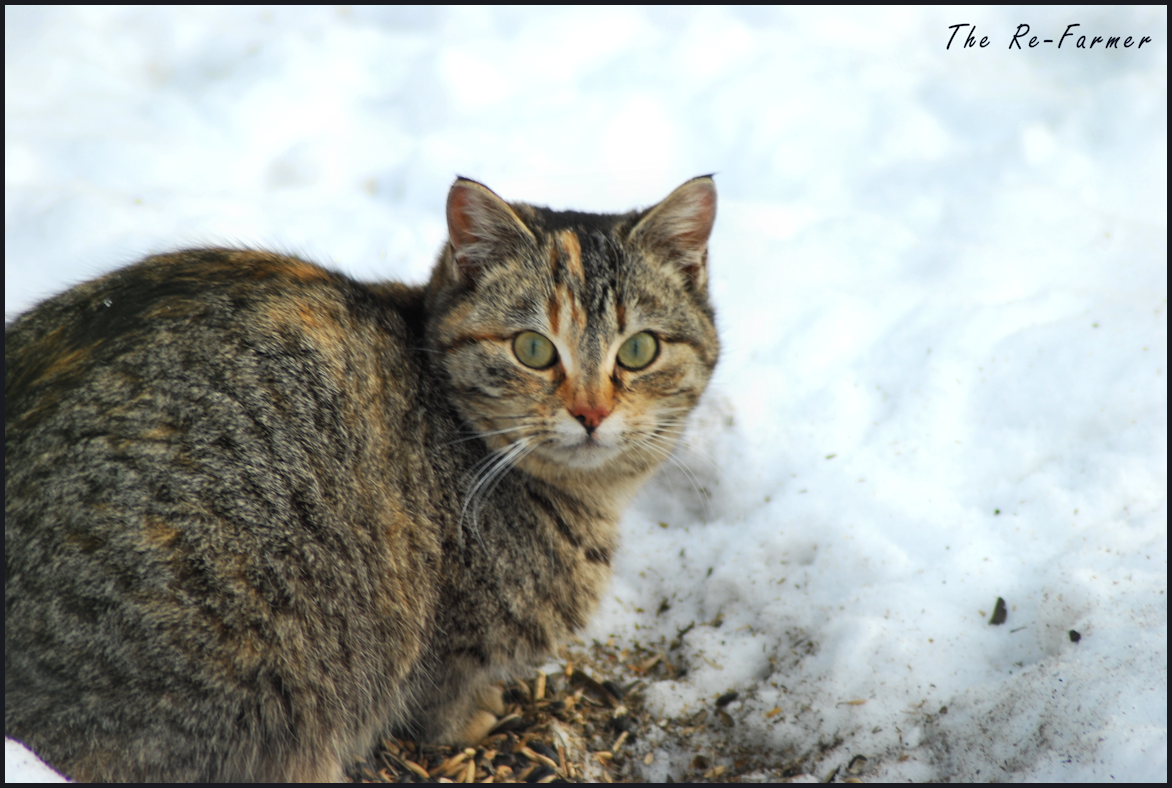 2018-02-25-cat.in.snow