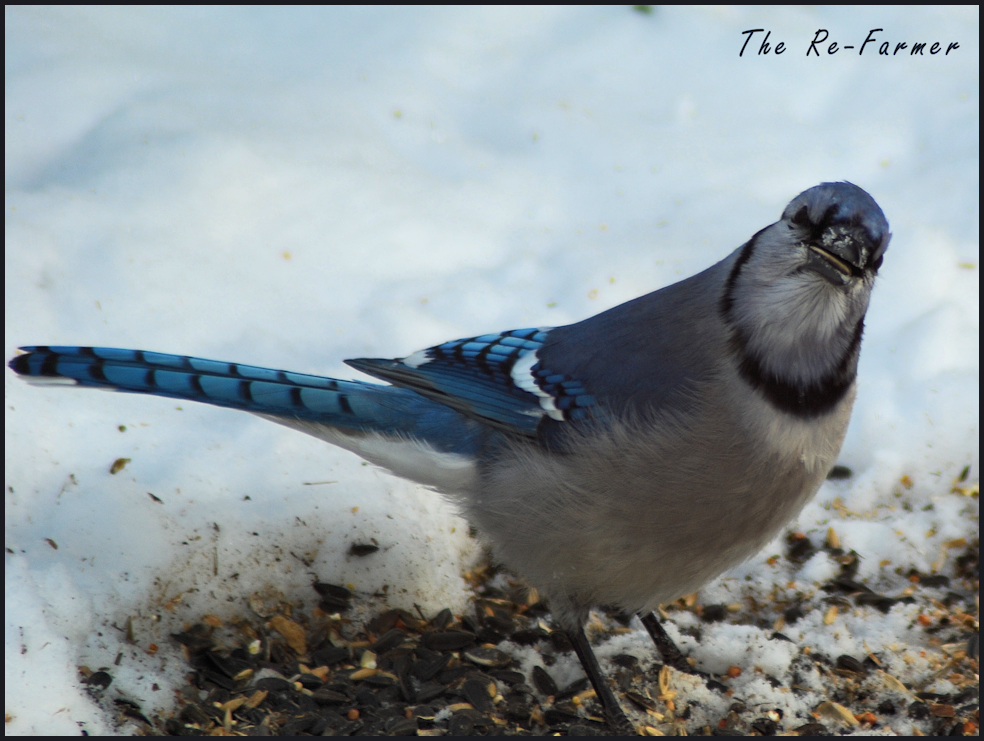 2018-02-25-cheeky.bluejay