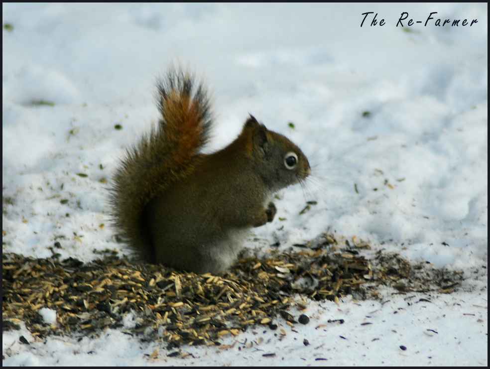 2018-02-25-red.squirrel