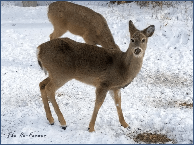 20180206.two.deer