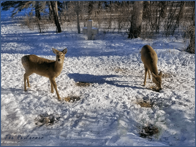 20180207.2.whitetail