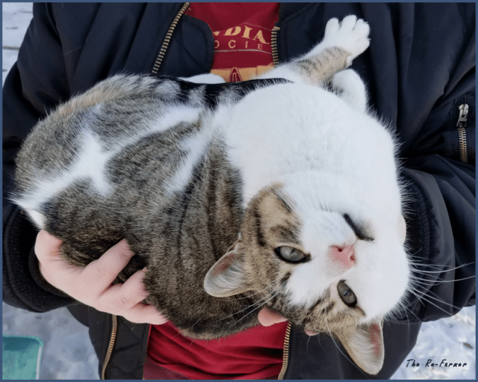 20180207.upsidedown.cat