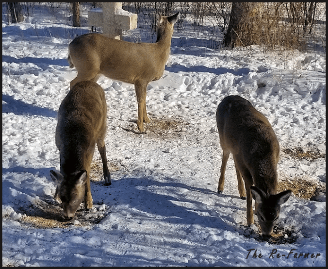 20180212.whitetail.mom.twins
