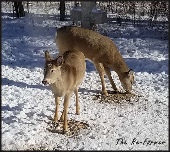 20180212.whitetail.two