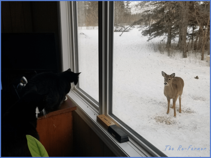 20180213cats.watching.deer