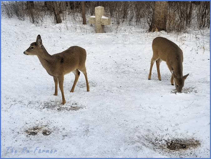 20180213two.whitetail.deer