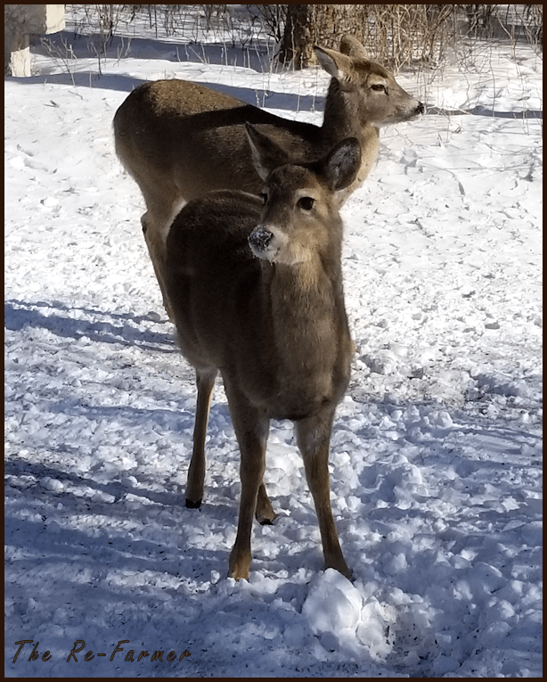 20180215two.whitetail.deer