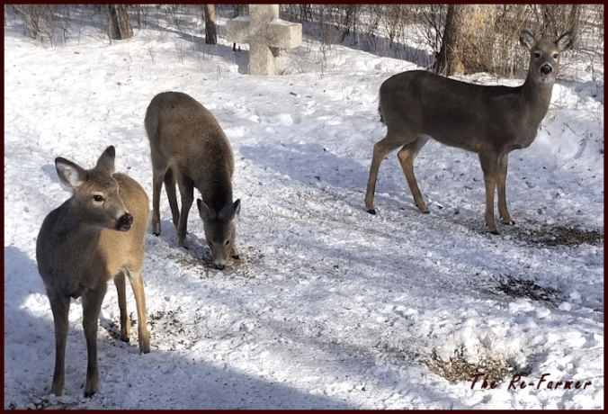 20180219mom.twins.whitetail.deer