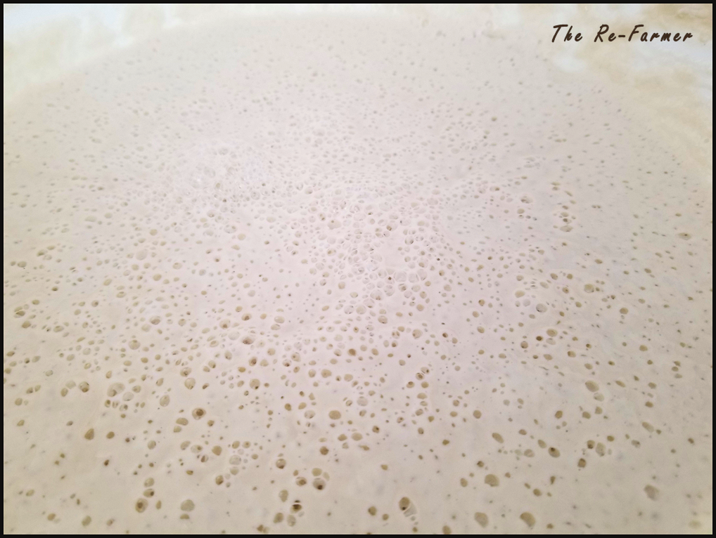 Sourdough starter