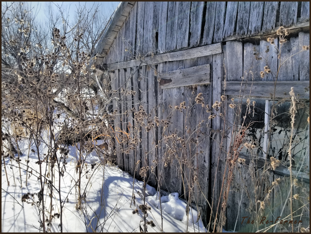 old.chicken.coop.burs