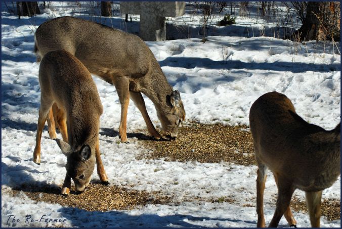 2018-03-01.whitetail.family