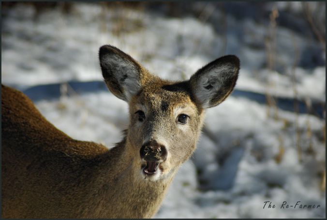 2018-03-02.whitetail.deer1