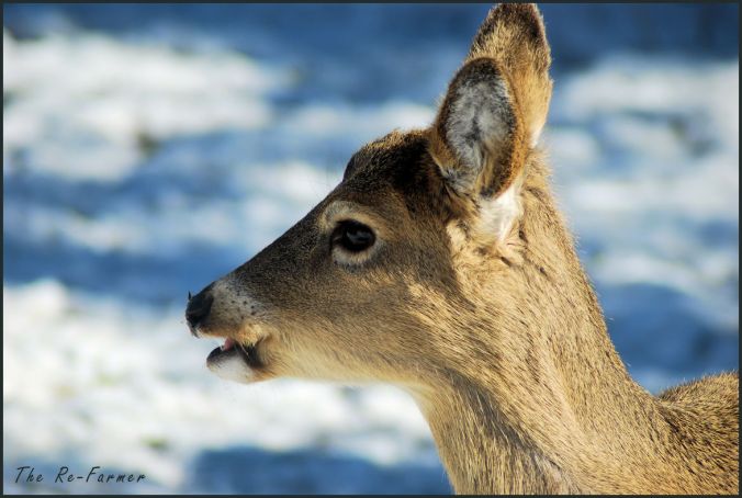 2018-03-02.whitetail.deer2