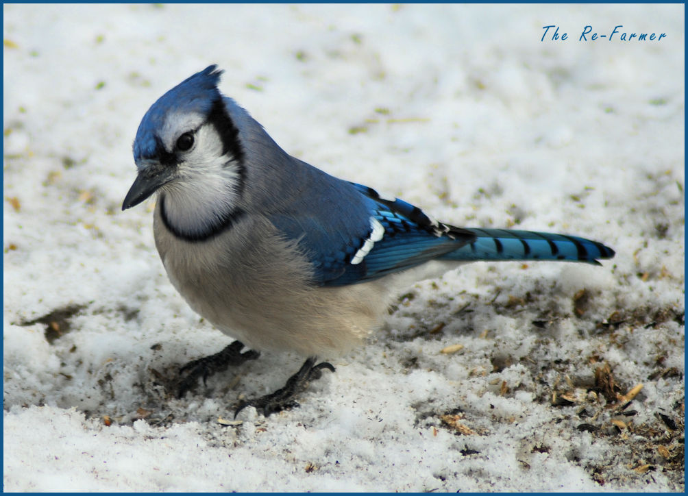 2018-03-03.bluejay.front