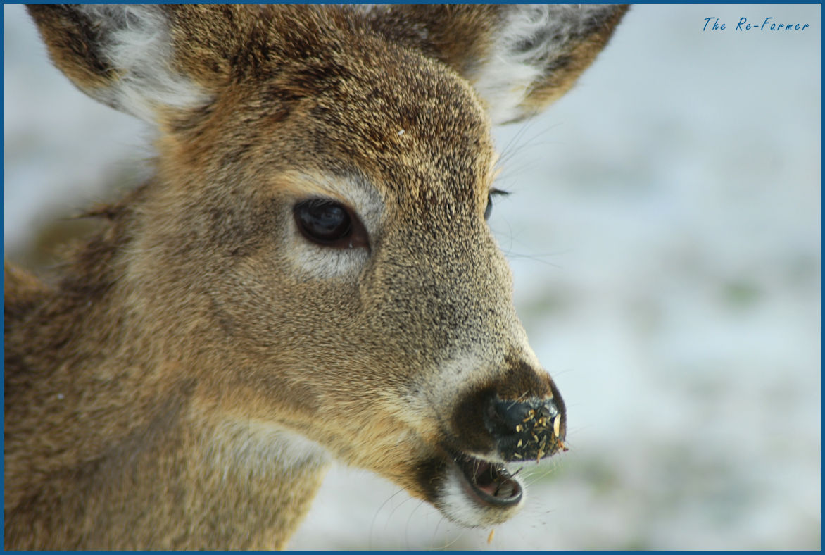2018-03-03.whitetail.deer