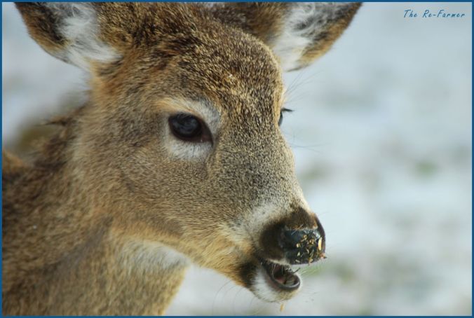 2018-03-03.whitetail.deer