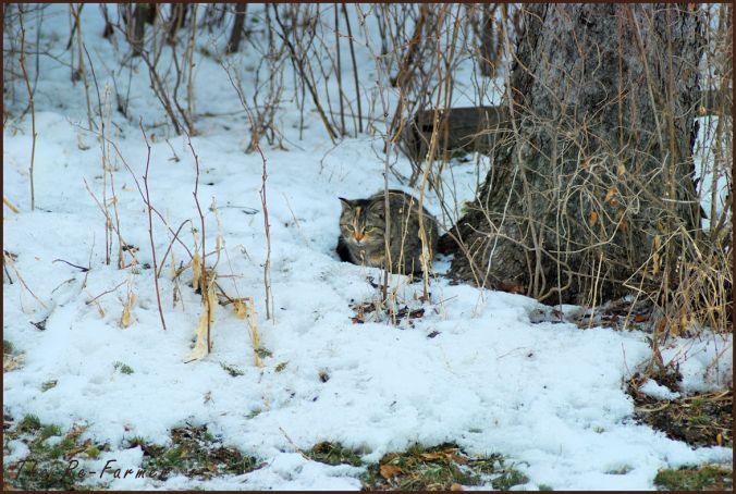 2018-03-04.cat.at.tree