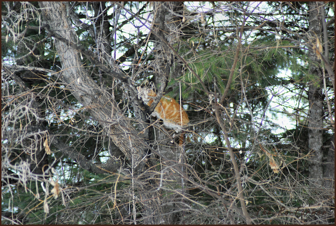 2018-03-04.cat.in.tree