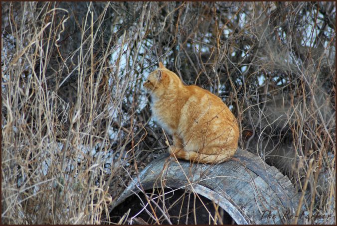 2018-03-04.cat.on,barrel