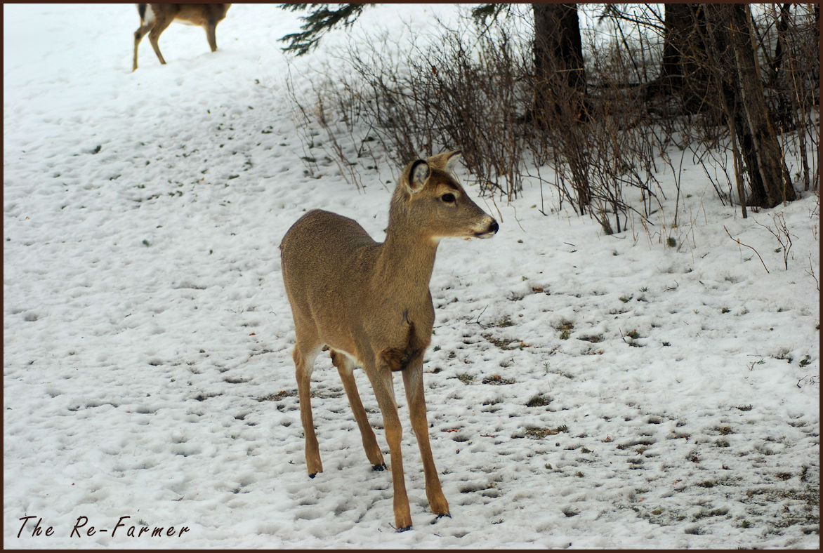 2018-03-04.deer