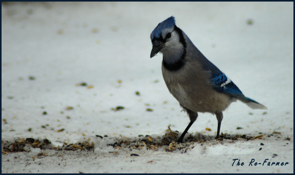2018-03-05.bluejay1