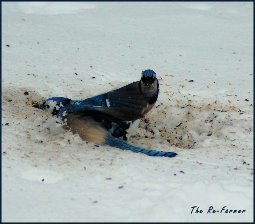 2018-03-05.bluejay3