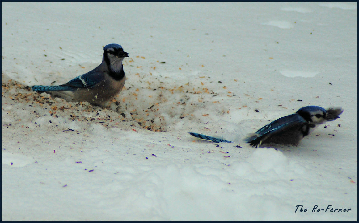 2018-03-05.bluejay4