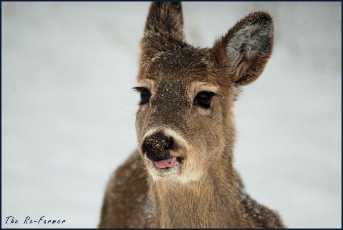 2018-03-05.hungrygirl2