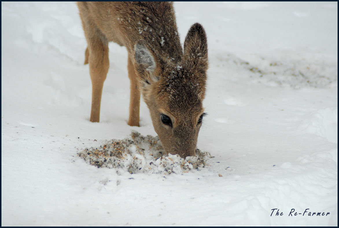 2018-03-05.hungrygirl3
