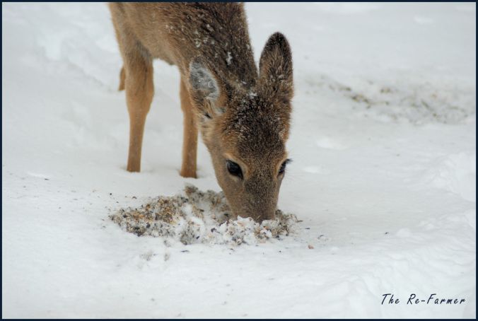 2018-03-05.hungrygirl3