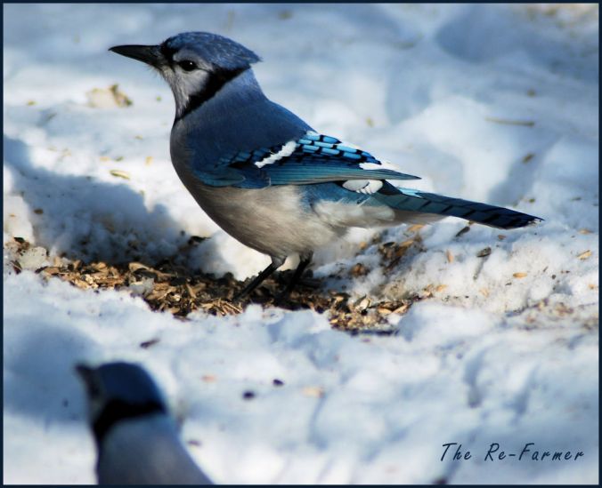 2018-03-06.bluejay.in.snow