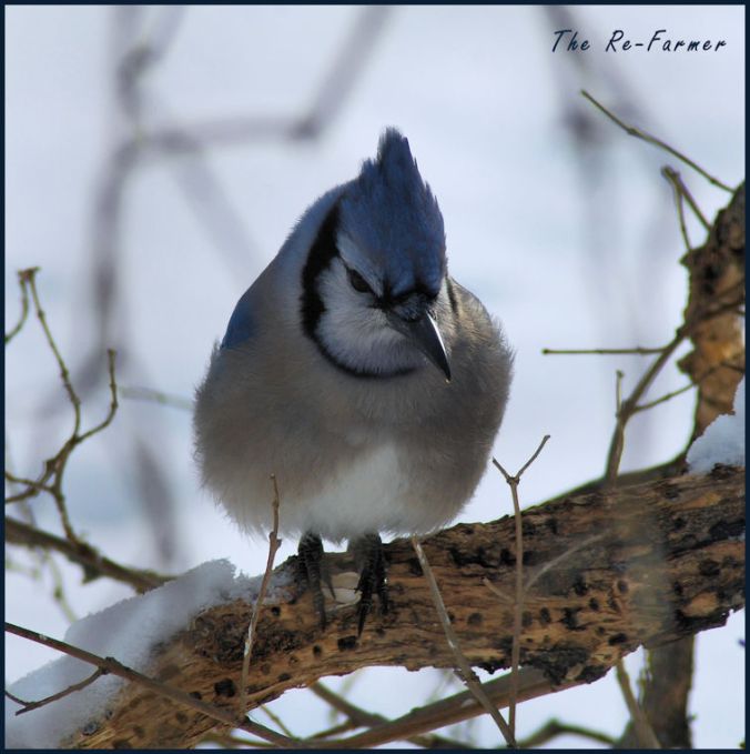 2018-03-06.bluejay.on.branch