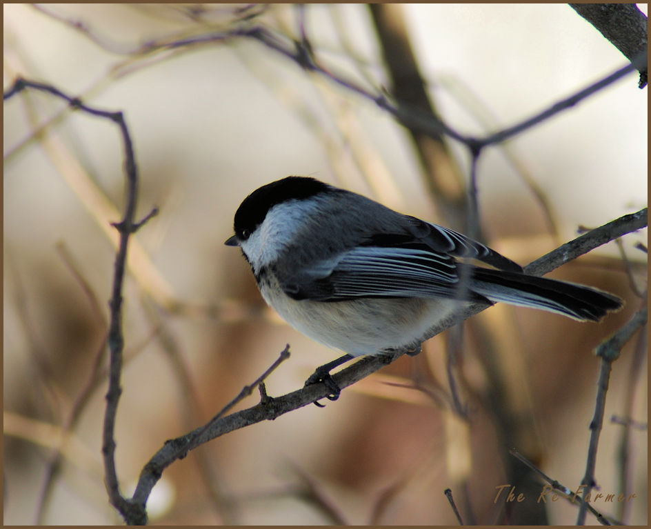 2018-03-07.chickadee