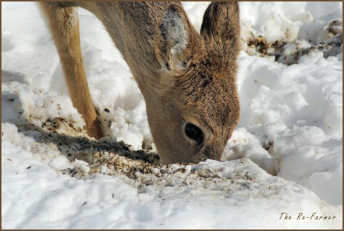 2018-03-07.deer2
