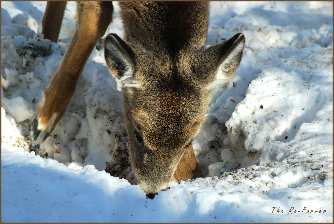 2018-03-07.deer4