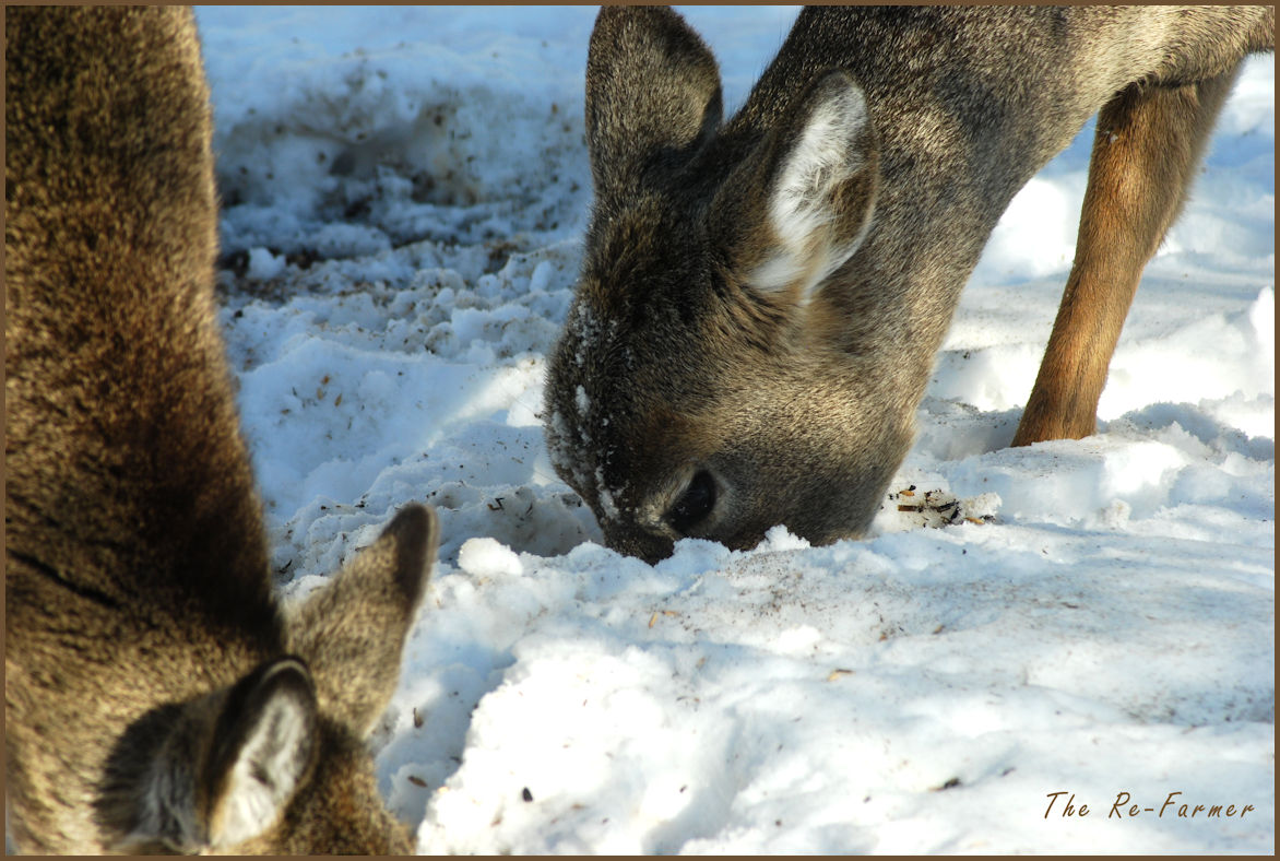 2018-03-07.deer5