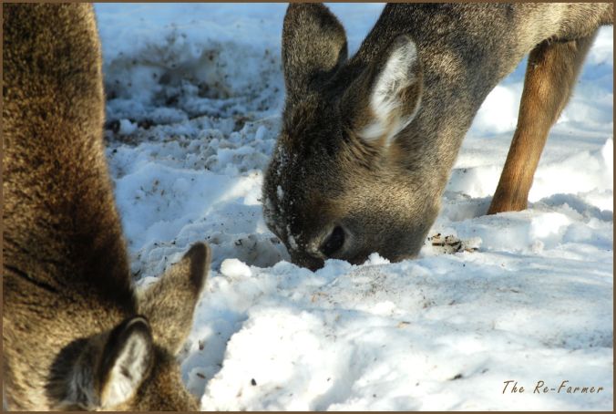 2018-03-07.deer5