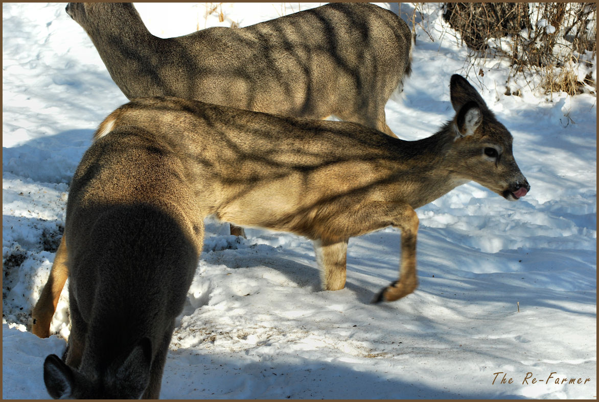 2018-03-07.deer8