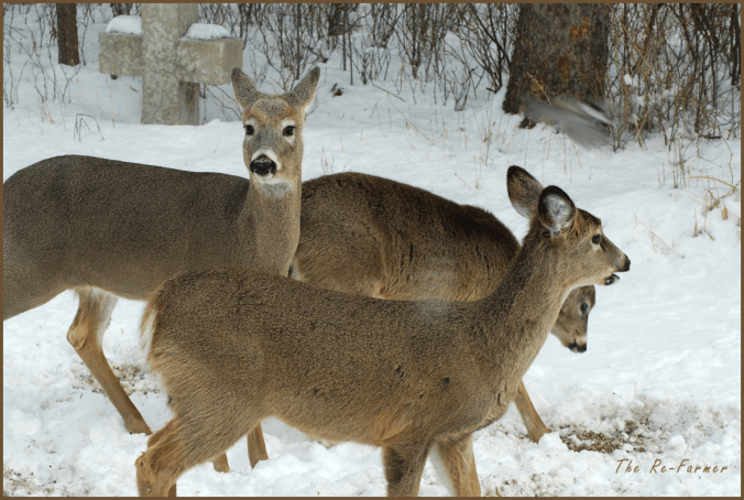 2018-03-08.3.deer
