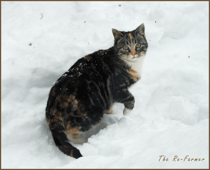 2018-03-08.butterscotch