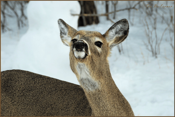 2018-03-08.deer.looking.up