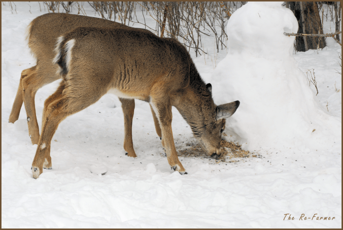 2018-03-08.deer.twins