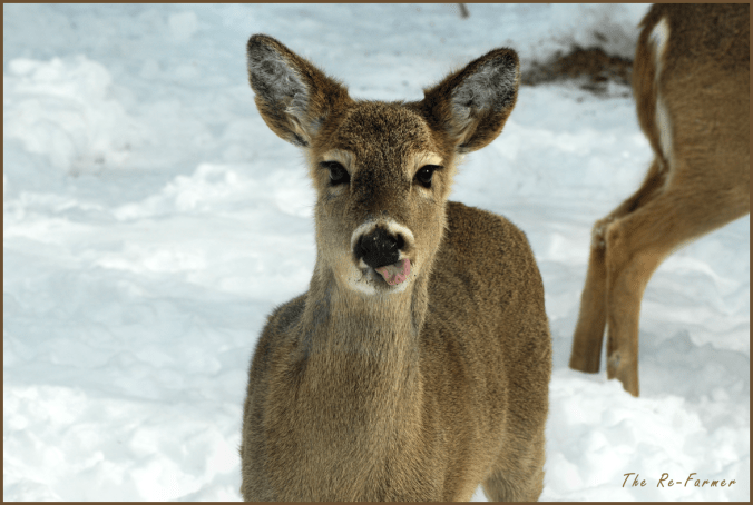 2018-03-08.goofy.deer1