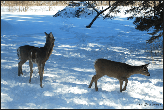2018-03-09.three.deer2