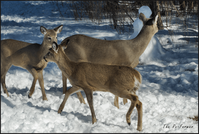 2018-03-11.three.deer