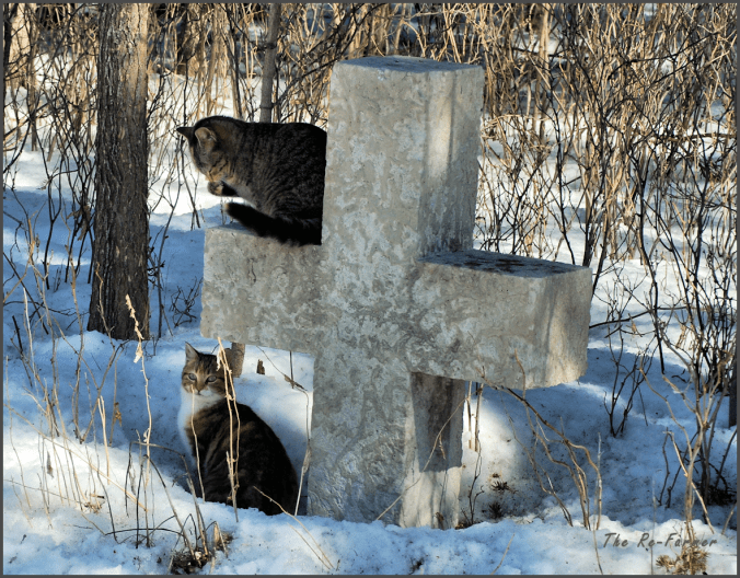 2018-03-17.cats.on.cross